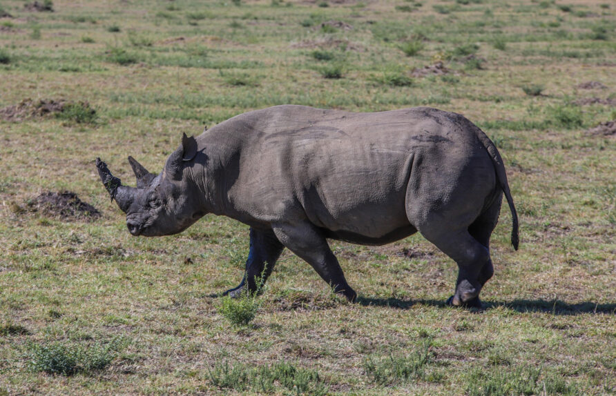 Olpejeta rhino stay at Regency Guest homes, best accommodation in Nyeri